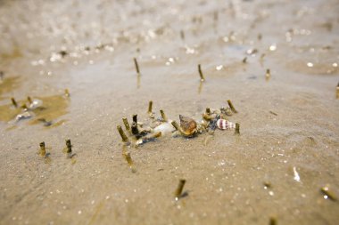 Besin zincirinde Don Hoi çok, Samut Songkhram il, Tayland, Hollanda beach