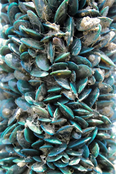 タイの市場で新鮮なムール貝 — ストック写真