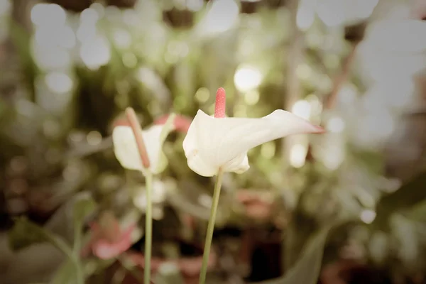 Beautiful Spadix Flower Garden Selective Focus — Stock Photo, Image