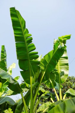 Muz yaprağı ve yağmur damlası