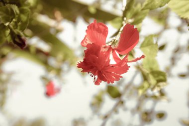 Hibiscus Bahçede Tropik Çiçek