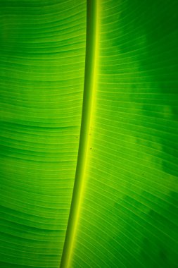 Muz yaprağı ve yağmur damlası