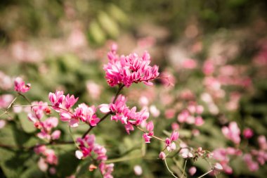 küçük pembe çiçekler arka plan