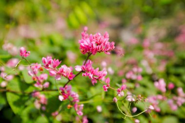 küçük pembe çiçekler arka plan