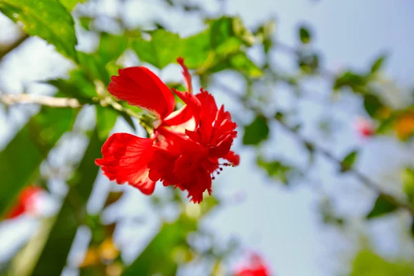 Тропический Цветок Саду — стоковое фото