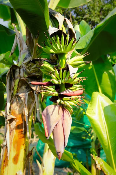 Банан Банановом Дереве — стоковое фото