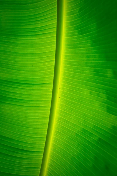 Muz yaprağı ve yağmur damlası