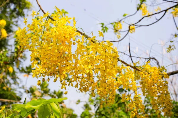 Flores Árvore Dourada Chuveiro Florescem Verão — Fotografia de Stock