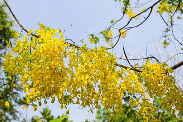 Fiori Golden Shower Tree Fioriscono Estate — Foto Stock