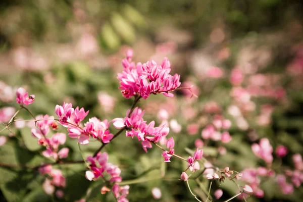 küçük pembe çiçekler arka plan