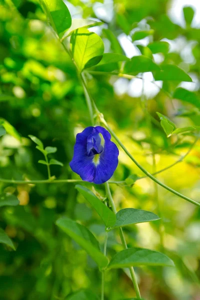 蝴蝶豌豆蓝色豌豆花泰国草本植物 — 图库照片