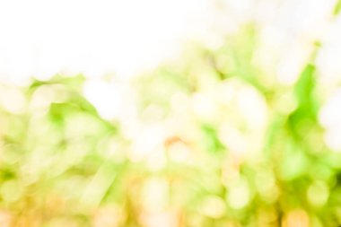 Odaklanamayan soyut ışıkların arkaplanı. Bokeh ışıkları 