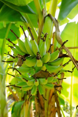 Tayland yeşil olgunlaşmamış muz 