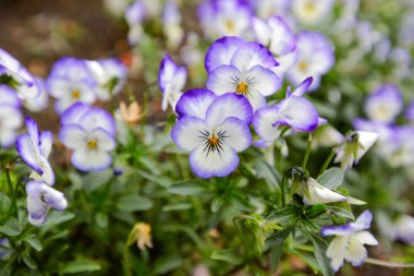 renkli bahar çiçek, seramik kaplar eğlenceli 