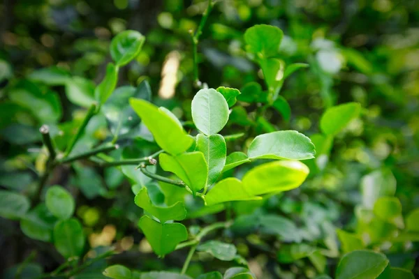 Tay Bai Magrood ara: Güney Afrika'da bir kabile kireç yaprak fide ağaçlar, bitkisel ve tıp ve ayrıca yemek pişirir