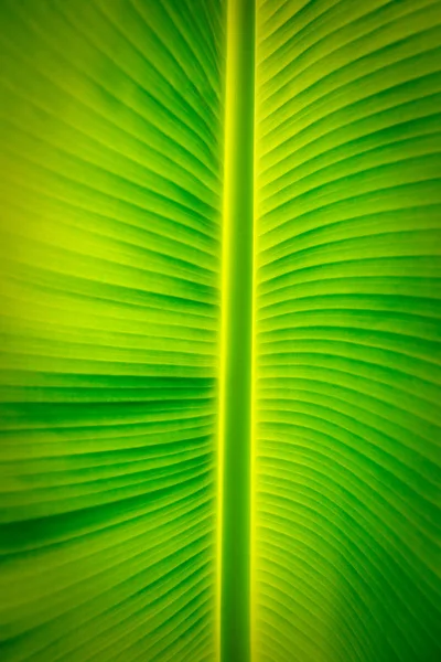 雨滴のバナナの葉 — ストック写真