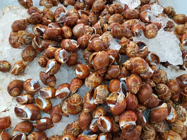 Benekli babylon piyasada yerleştirilir. Babylonia areolata buz