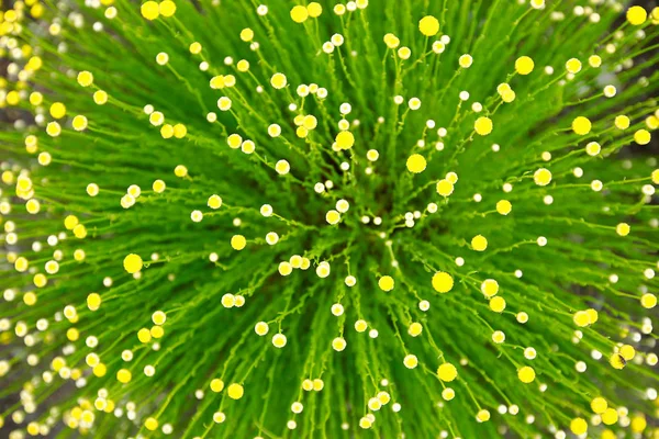 renkli bahar çiçek, seramik kaplar eğlenceli 