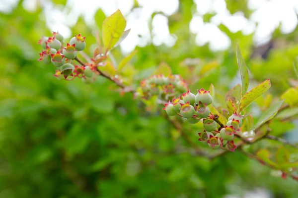 Fiori Primaverili Colorati Divertenti Contenitori Ceramica — Foto Stock