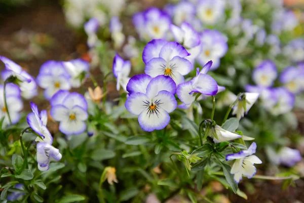 Színes Tavaszi Virágok Móka Kerámia Tartályok — Stock Fotó