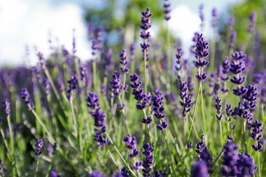 Kalın bir alan derinliği olan lavanta tarlasına yakın çekim