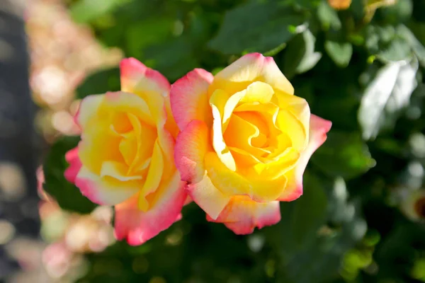 Las Rosas Rosadas Acercan Contexto —  Fotos de Stock