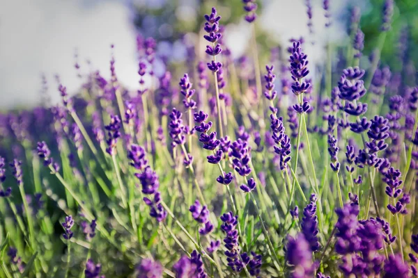 Kalın bir alan derinliği olan lavanta tarlasına yakın çekim