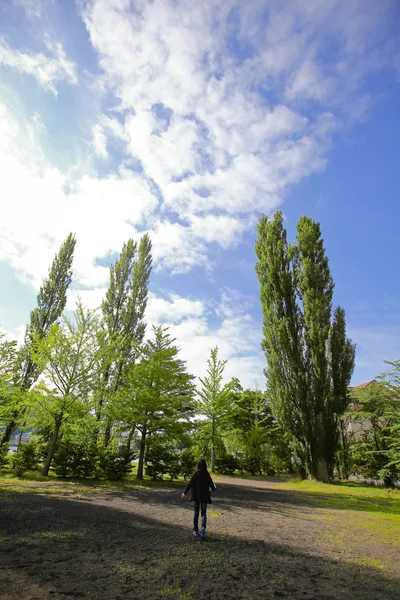 Old Big Tree Color Background Blue Sky — Stock Photo, Image