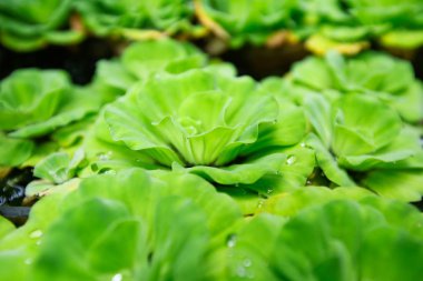 Arkaplan olarak yeşil yaprağın dokusu 