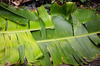 Muz yaprağı ve yağmur damlası