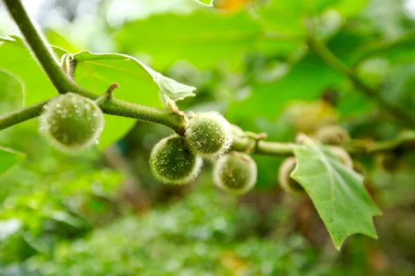 Solanum Stramonifolium Hængende Træ - Stock-foto