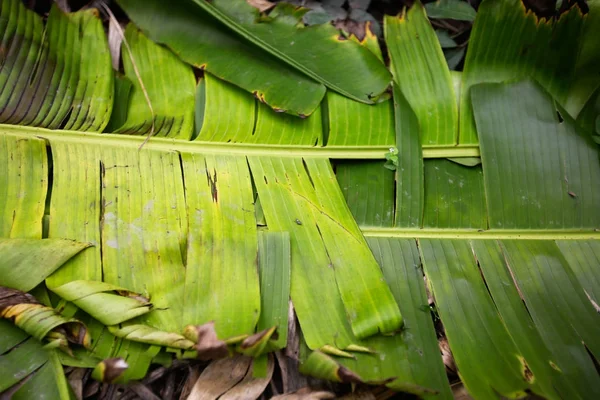 Muz yaprağı ve yağmur damlası