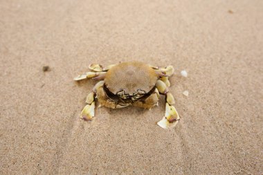 Sahilde ölü yengeçler
