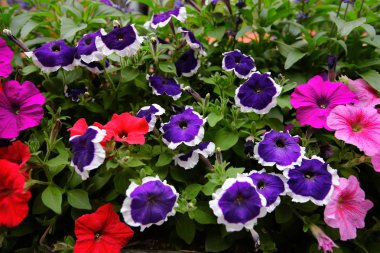 Çiçekler ve güzel yapraklar