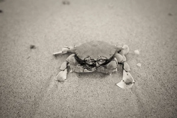 ビーチで死んだカニ — ストック写真