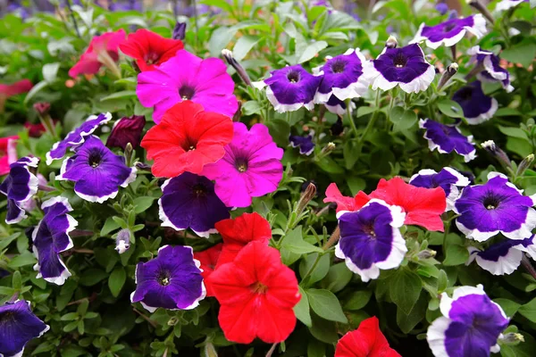 Çiçekler ve güzel yapraklar