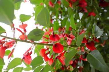 Çiçekler ve güzel yapraklar