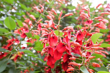 Çiçekler ve güzel yapraklar