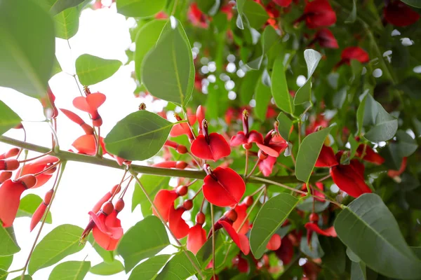 Çiçekler ve güzel yapraklar