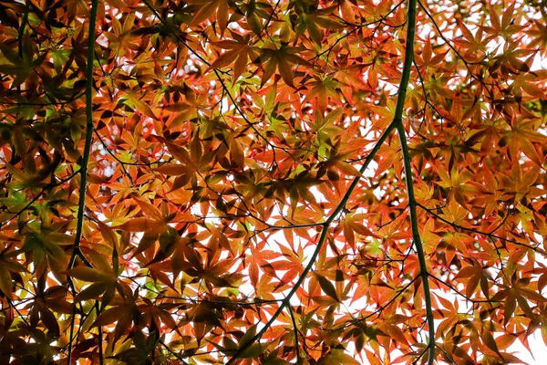 Arce Rojo Japonés Hojas Fondo — Foto de Stock