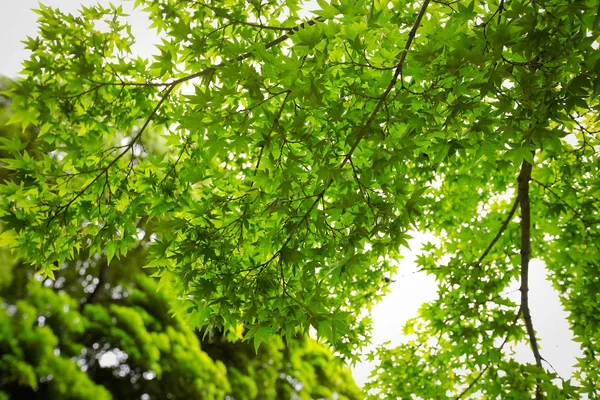 Folhas Árvore Bordo Primavera — Fotografia de Stock