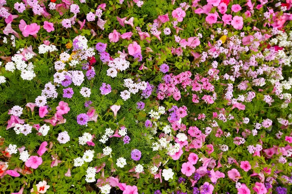 Blomma och vackra kronblad — Stockfoto