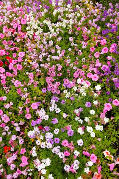 Kwiat i piękne płatki — Zdjęcie stockowe