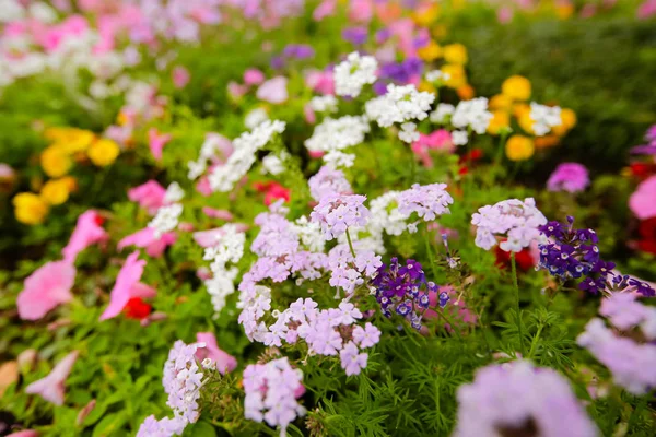 Blomma och vackra kronblad — Stockfoto