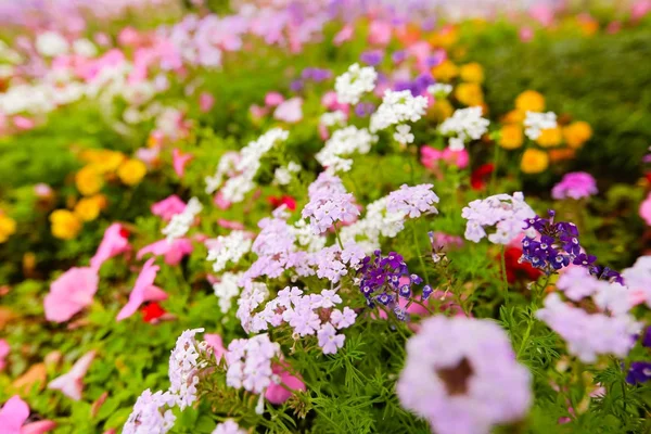 Flower and beautiful petals — Stock Photo, Image