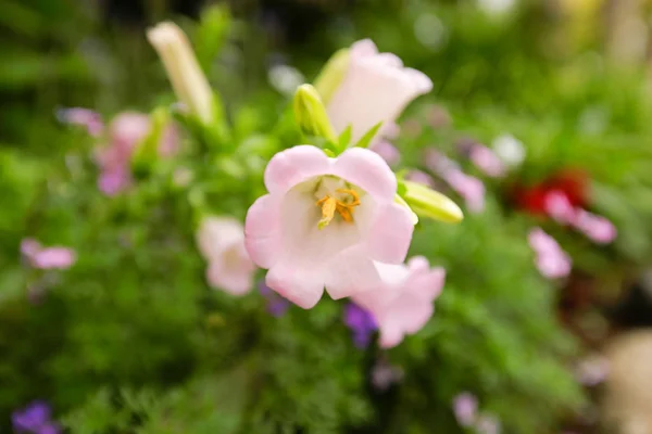 Virág és gyönyörű szirmok — Stock Fotó