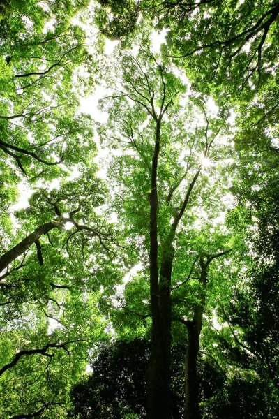 Árvore Grande Velha Fundo Cor Com Céu Azul — Fotografia de Stock