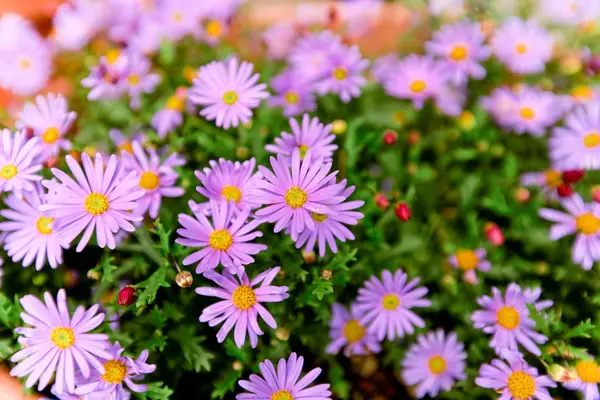 Flor y hermosos pétalos —  Fotos de Stock