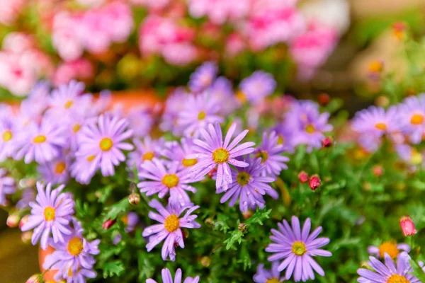 Çiçekler ve güzel yapraklar