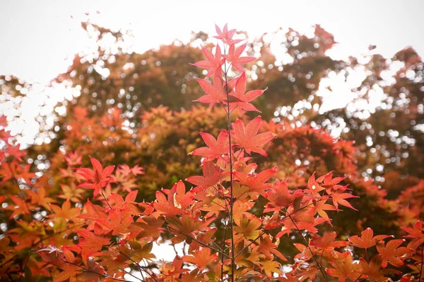 Red japanese maple leaves background — Stock Photo, Image